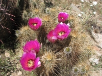 Hedgehog cactus